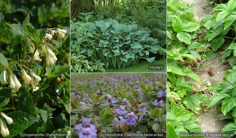 beste bodembedekkers smeerwortel, hosta, hondsdraf en bosaardbeien